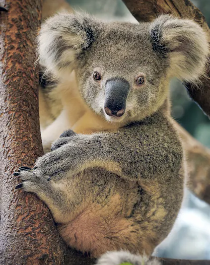 Koala resting on a tree branch at Maru Koala and Animal Park.