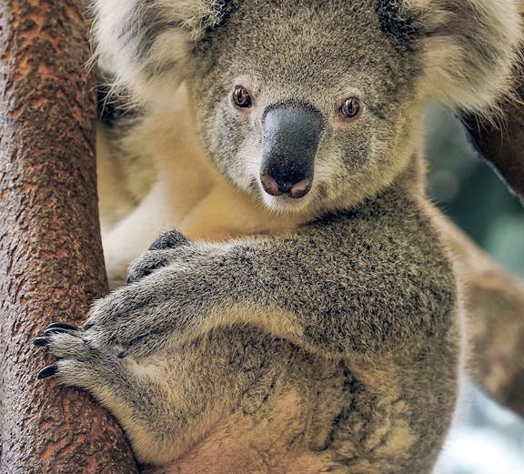 Koala resting on a tree branch at Maru Koala and Animal Park.