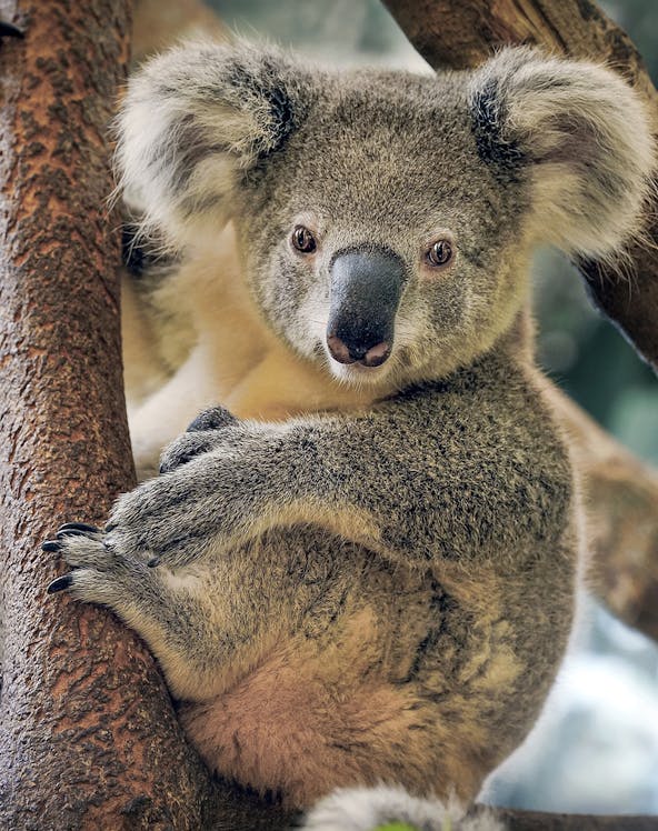 Koala resting on a tree branch at Maru Koala and Animal Park.