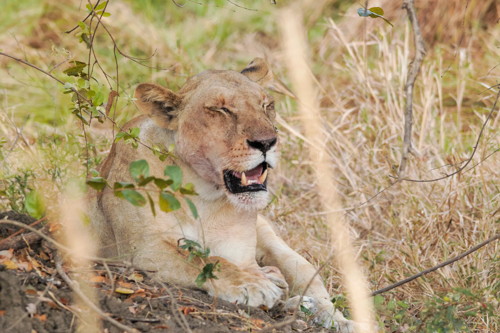 Lion resting in grass during Nyerere National Park safari, Tanzania.