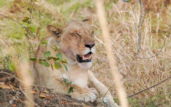 Lion resting in grass during Nyerere National Park safari, Tanzania.