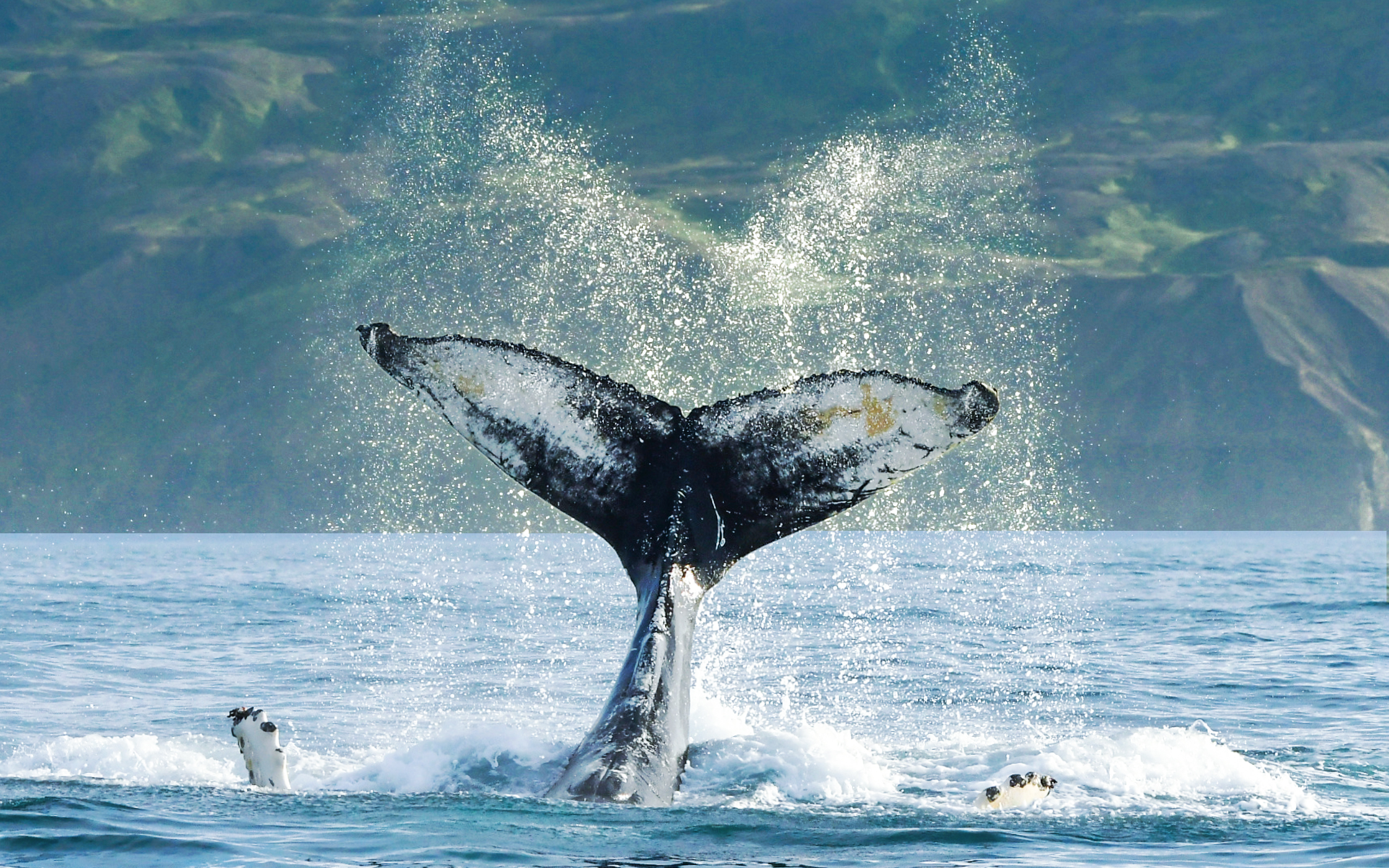 Whale tail fluke diving into the water during a whale watching tour in Húsavík, Iceland.