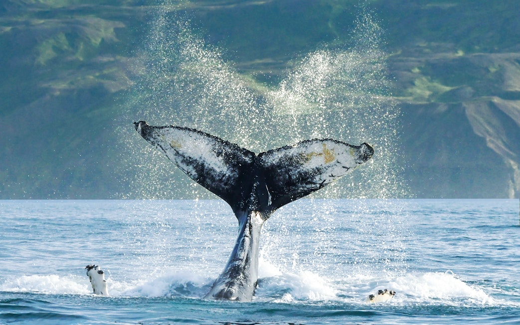 Whale tail fluke diving into the water during a whale watching tour in Húsavík, Iceland.