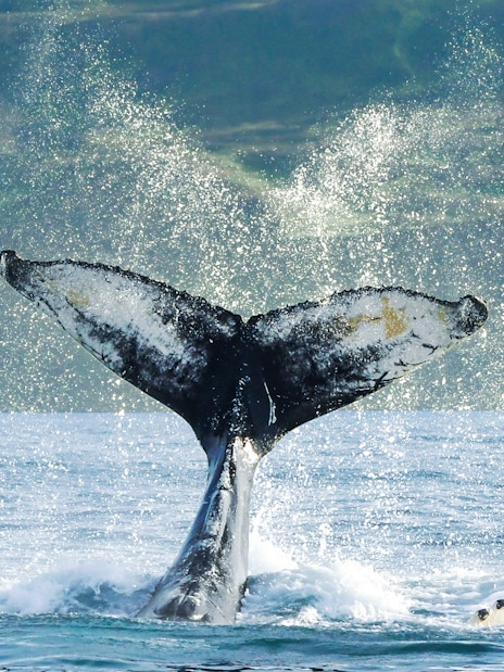 Whale tail fluke diving into the water during a whale watching tour in Húsavík, Iceland.