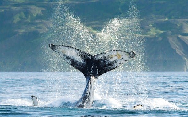 Whale tail fluke diving into the water during a whale watching tour in Húsavík, Iceland.