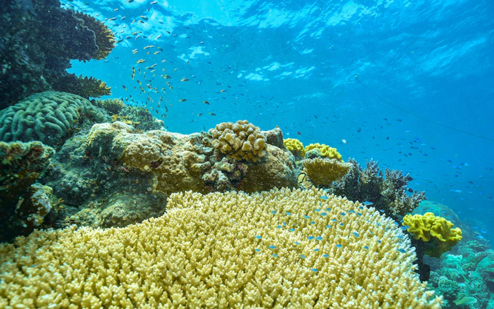 Coral reef with diverse marine life in the Great Barrier Reef, Cairns snorkel cruise.