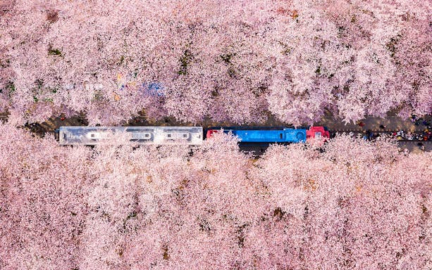 Train passing through cherry blossoms at Jinhae Festival during full-day tour from Seoul.