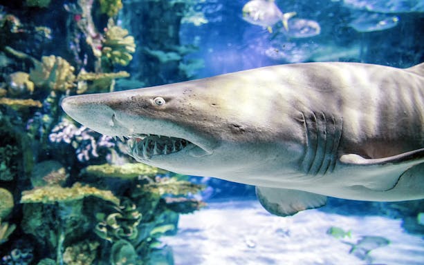 Shark swimming in an aquarium at Budapest Tropicarium.