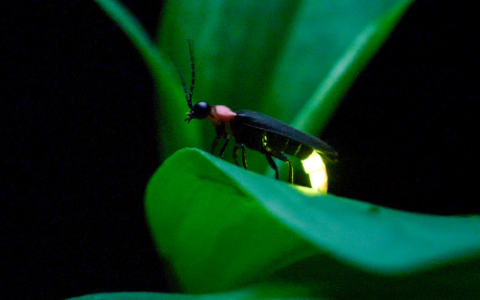 Avondtour met vuurvliegjes (optioneel)