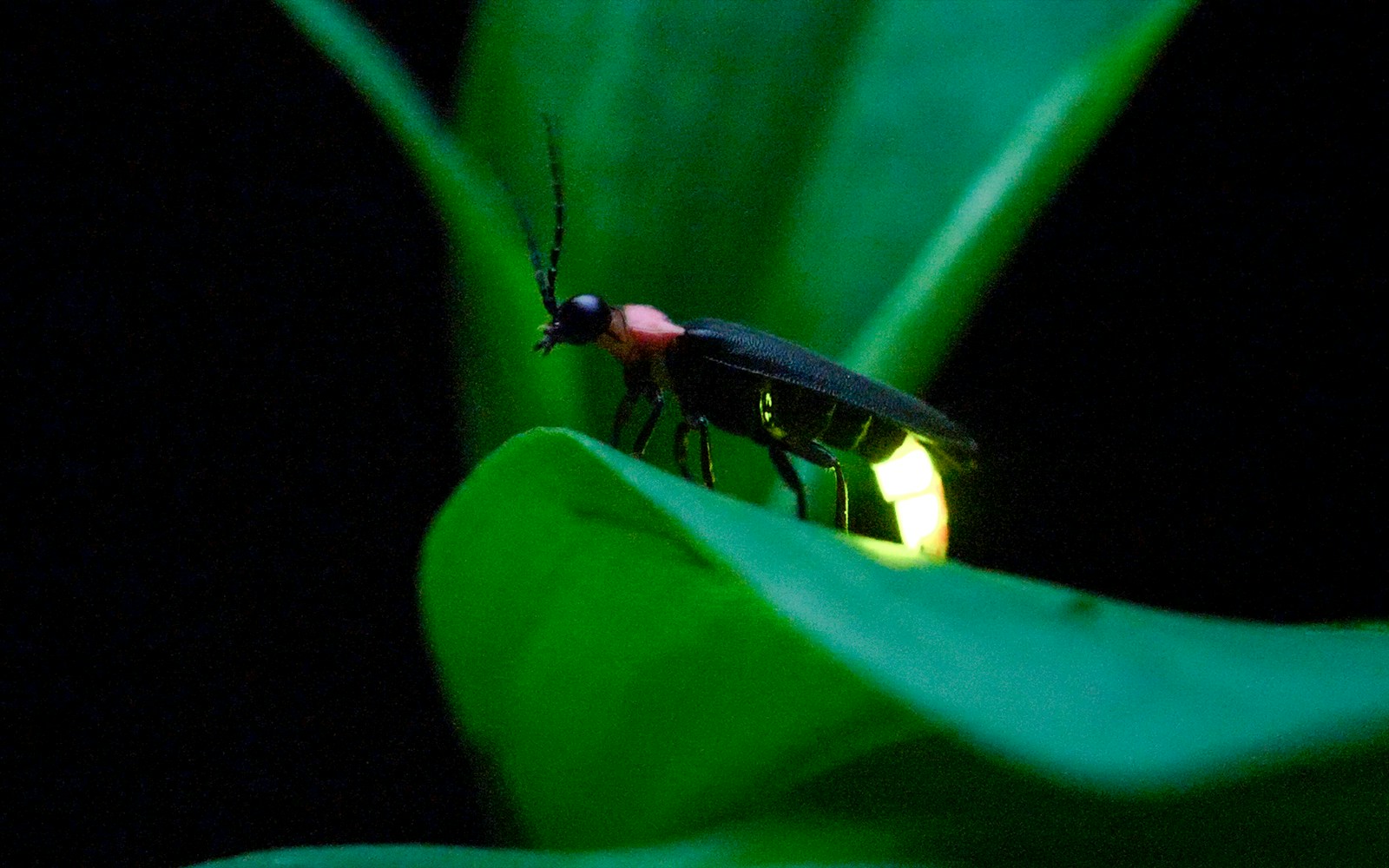 A closeup of a firefly