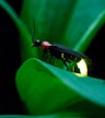 Fireflies Nattur (tillval)