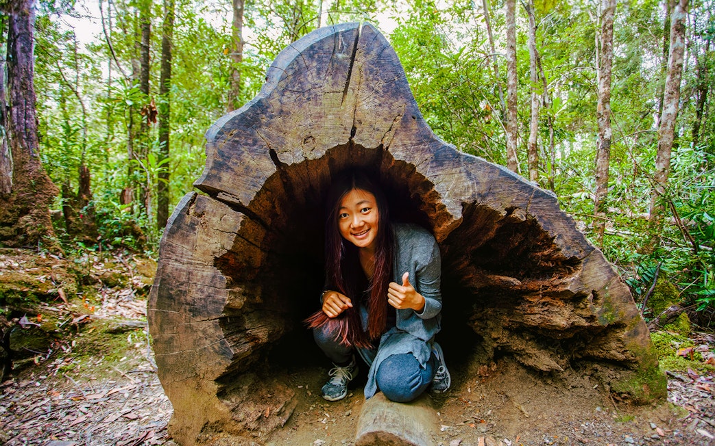 Person inside a hollow tree trunk at Tahune Airwalk forest.