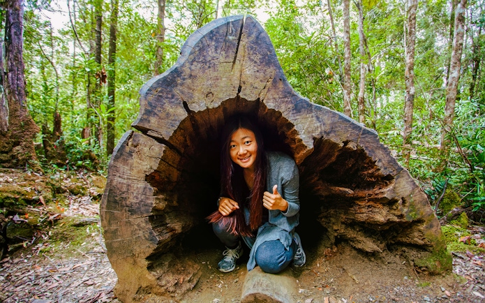 Person inside a hollow tree trunk at Tahune Airwalk forest.
