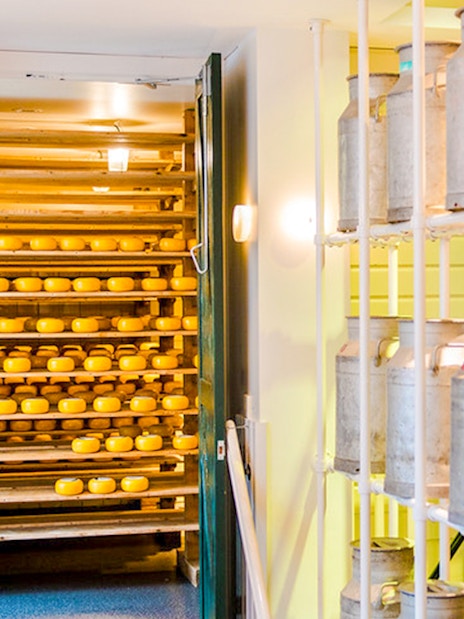 Cheese wheels aging on wooden shelves in a dairy room during a cheese making demonstration.