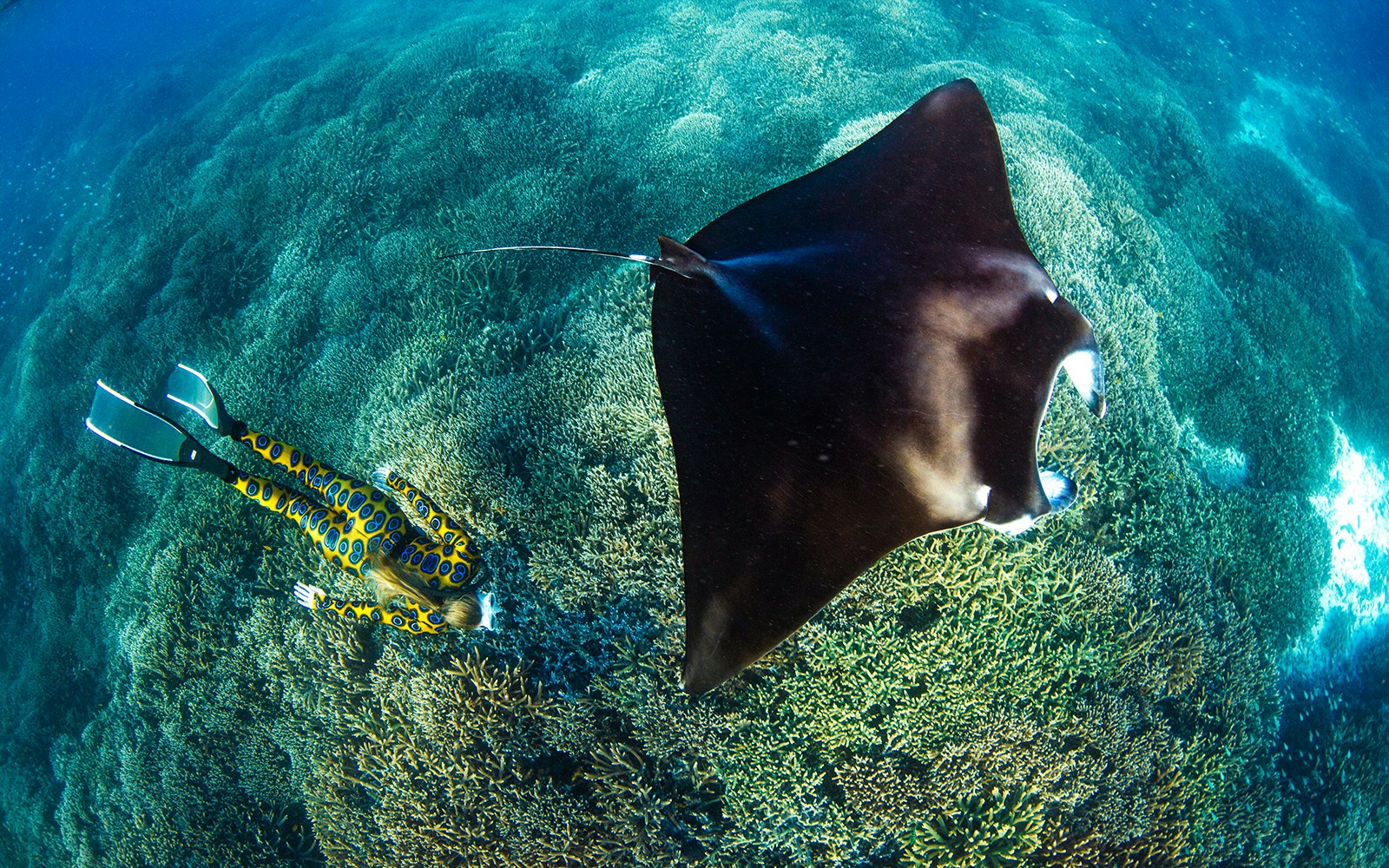 Manta ray swimming over coral reef with diver in Great Barrier Reef, Australia.