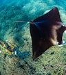 Manta Bay