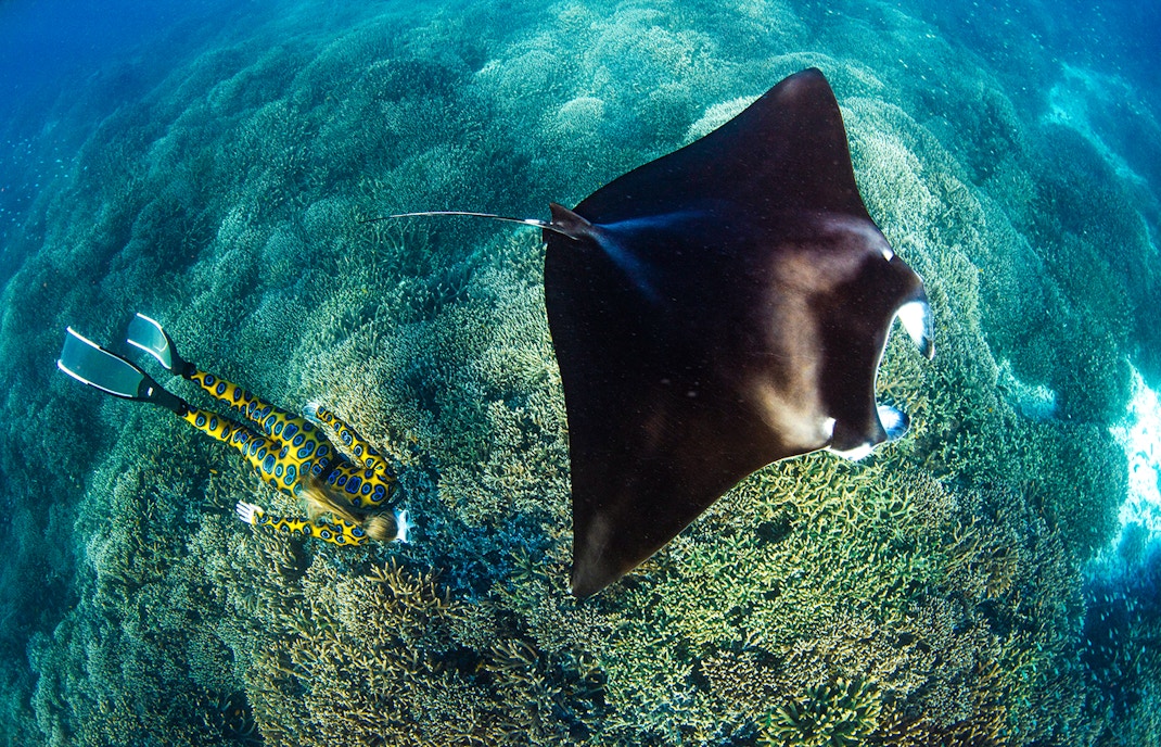 Manta ray swimming over coral reef with diver in Great Barrier Reef, Australia.