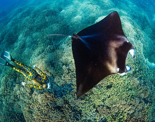 Manta ray swimming over coral reef with diver in Great Barrier Reef, Australia.