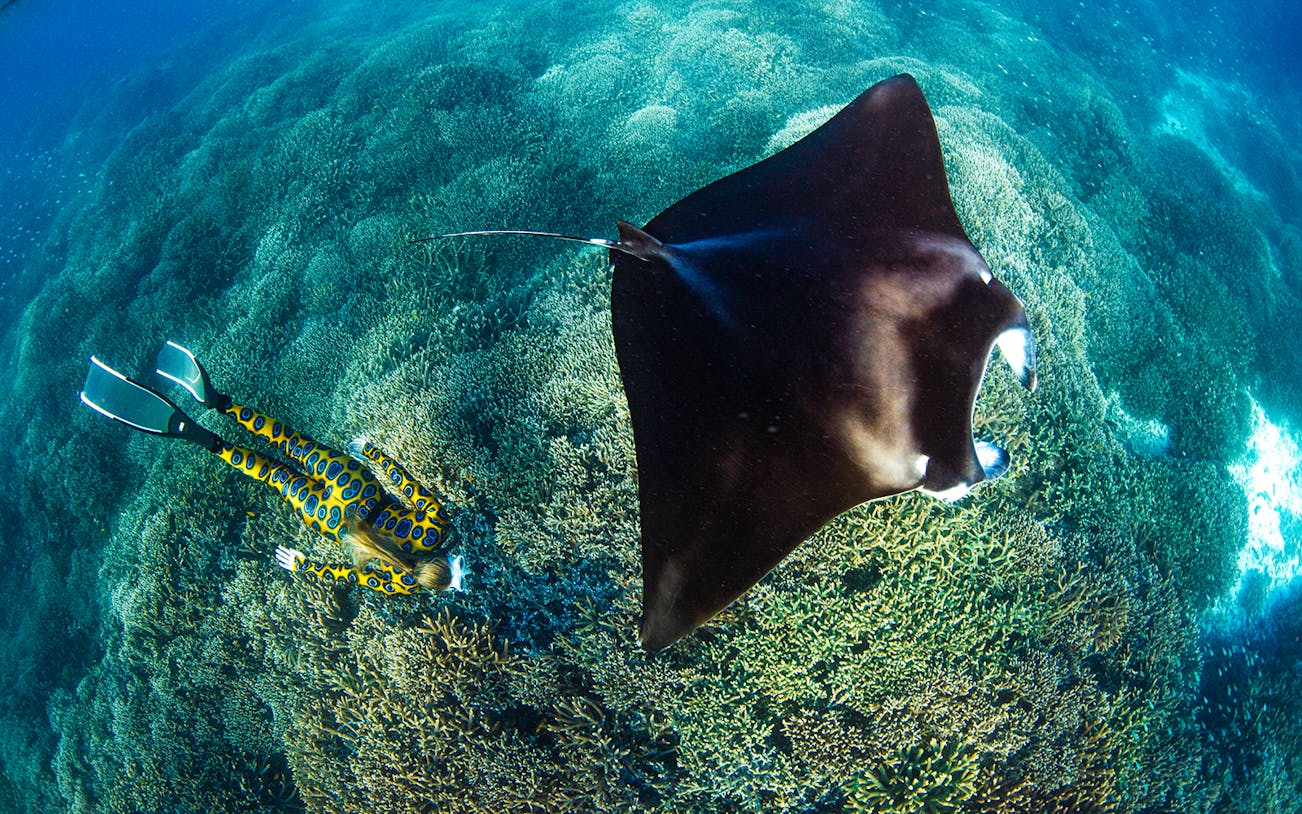 Manta ray swimming over coral reef with diver in Great Barrier Reef, Australia.
