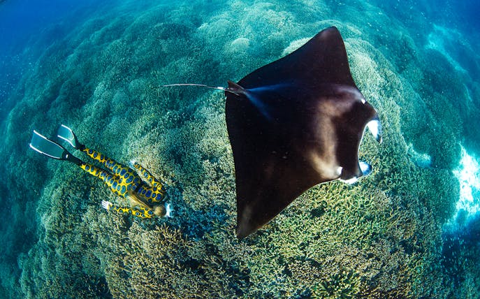 Manta ray swimming over coral reef with diver in Great Barrier Reef, Australia.