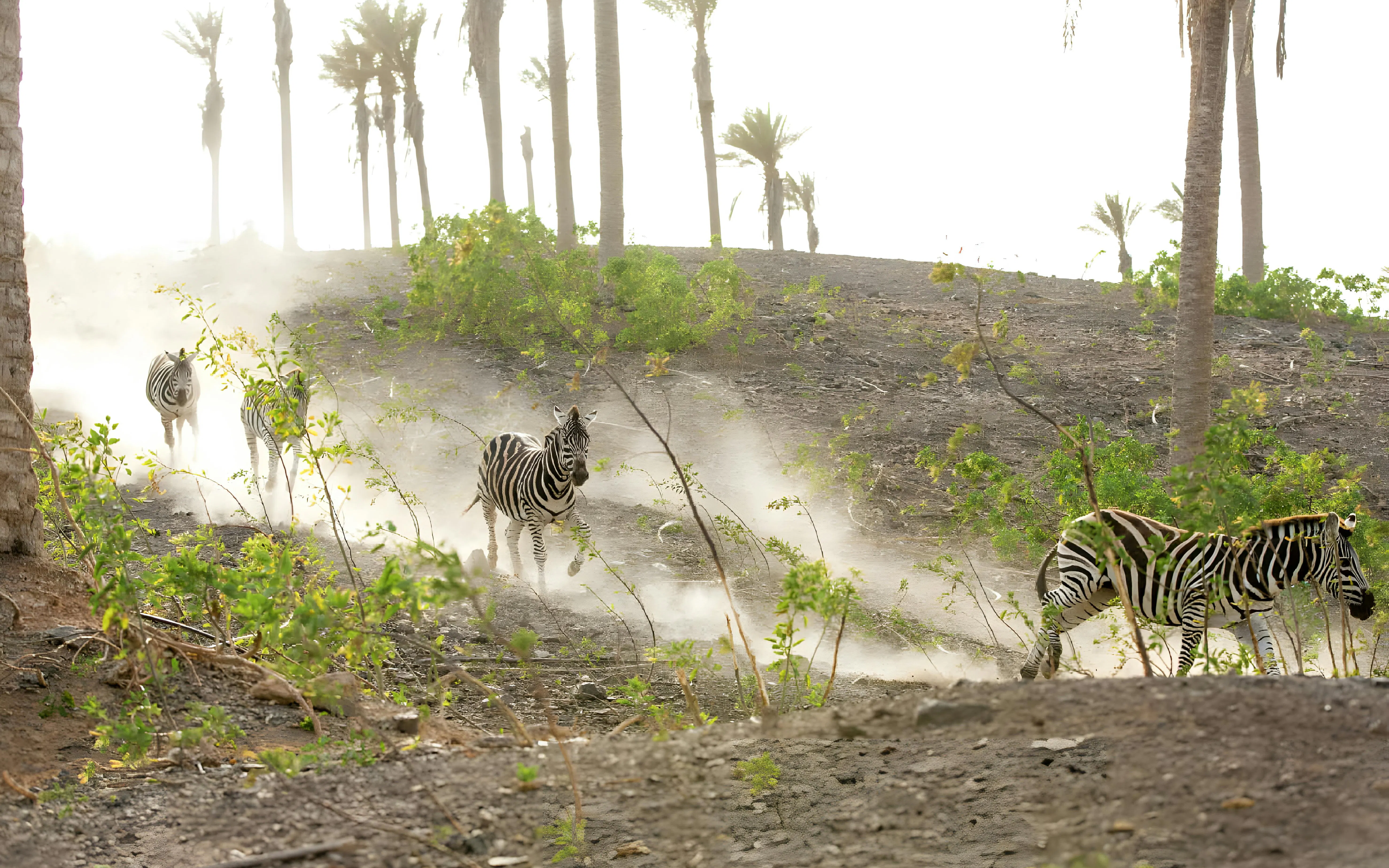 Zebras running through a dusty path at Oasis Wildlife, surrounded by palm trees.