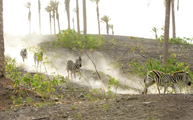 Zebras running through a dusty path at Oasis Wildlife, surrounded by palm trees.