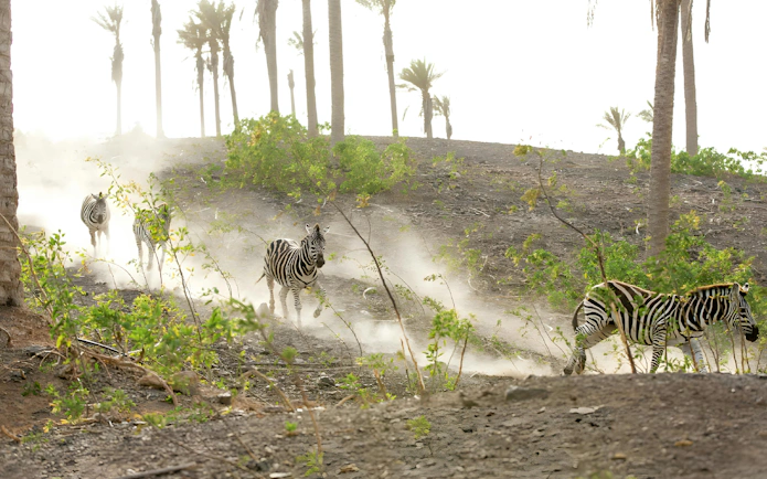 Zebras running through a dusty path at Oasis Wildlife, surrounded by palm trees.