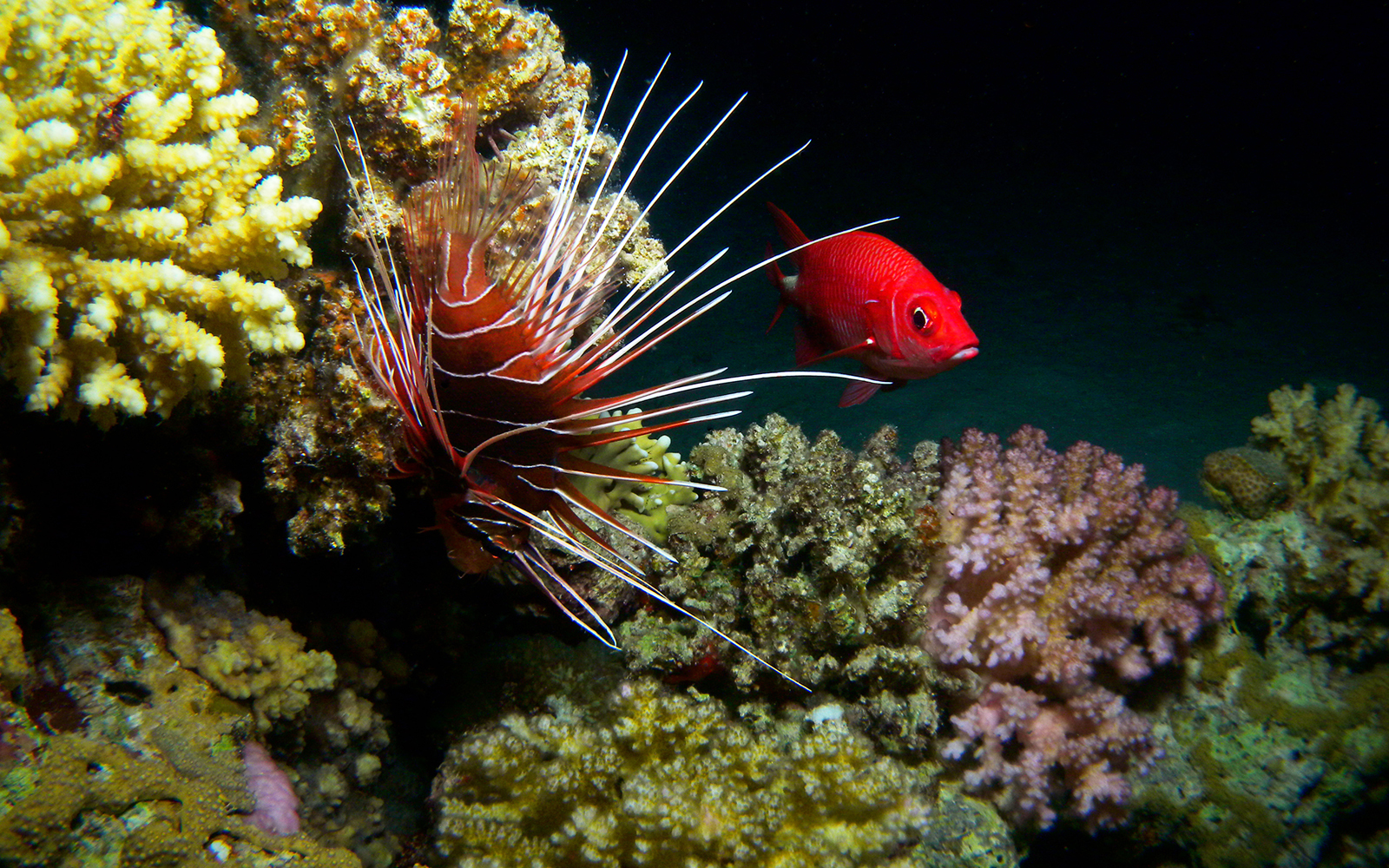 Gota Abu Ramada in Hurghada
