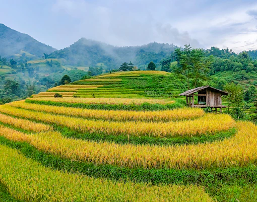 Rice terraces with a wooden hut in Ta Van Village, Sapa, Vietnam.