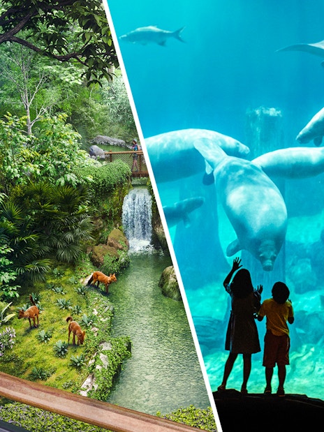 Rainforest view with deer and waterfall; children watching manatees in an aquarium.