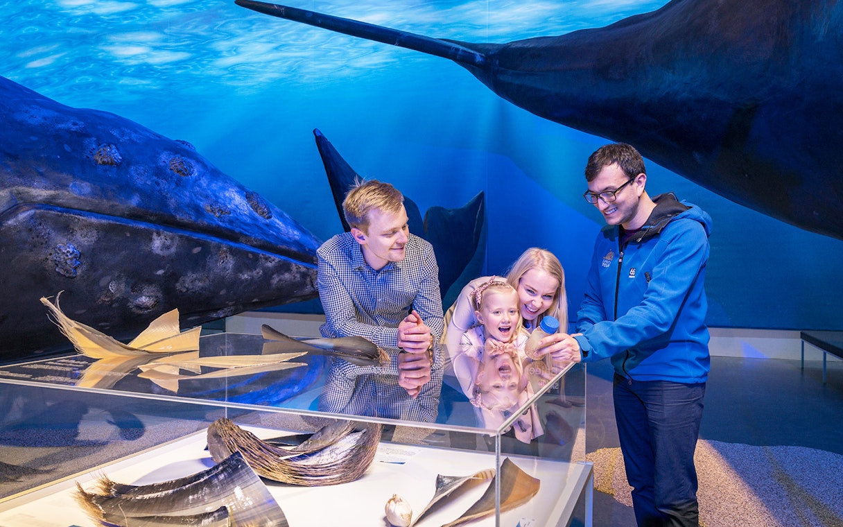 Family exploring whale exhibits at Whales Museum, Iceland.