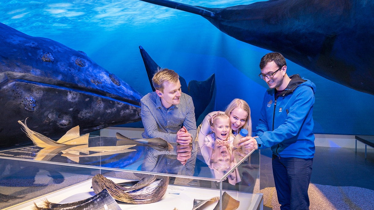 Inside Whales of Iceland Museum