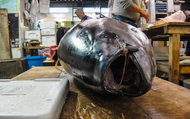 Tuna on display at Tsukiji Outer Market during breakfast tour in Tokyo.