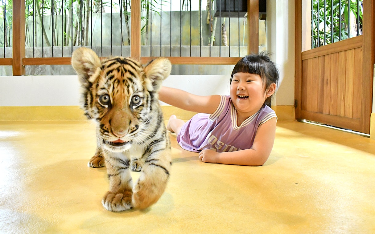 Guest interacting with a tiger cub at Tiger Park Phuket.
