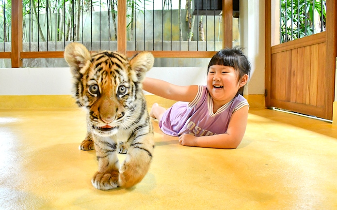 Guest interacting with a tiger cub at Tiger Park Phuket.