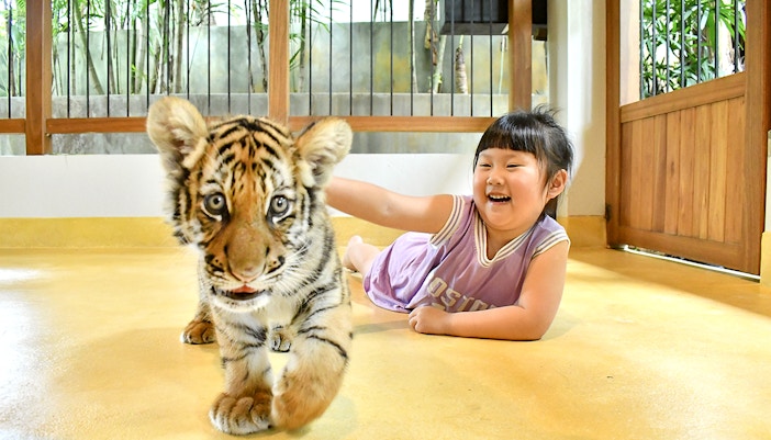 Tiger Park Phuket Tickets