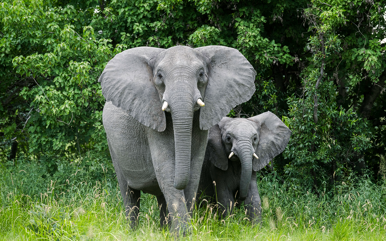 african elephants