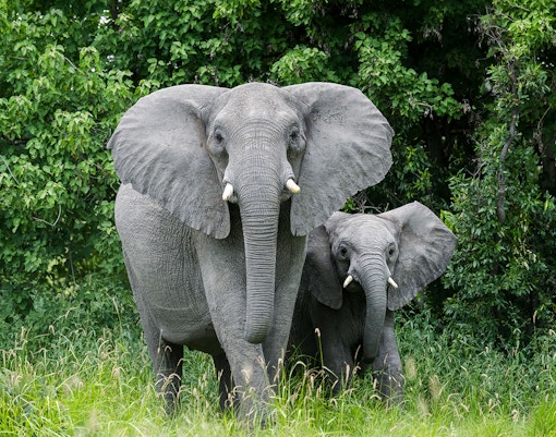 african elephants