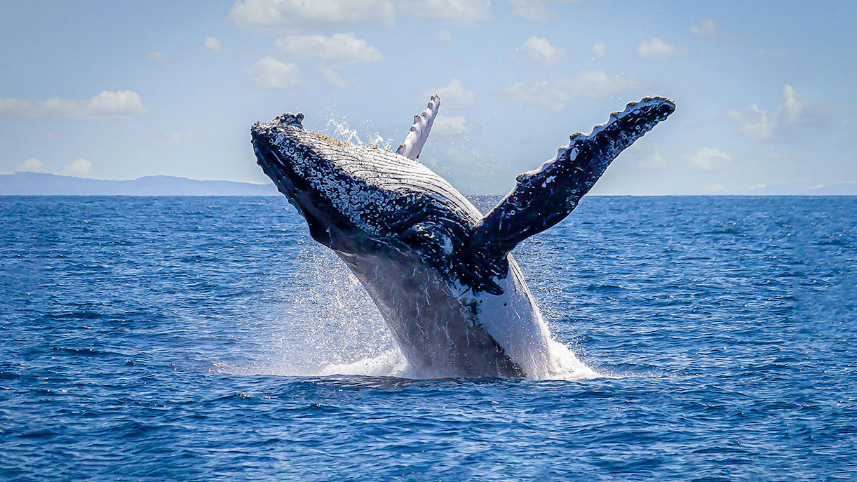 Sydney Harbour whale watching cruise with tourists observing a breaching whale.