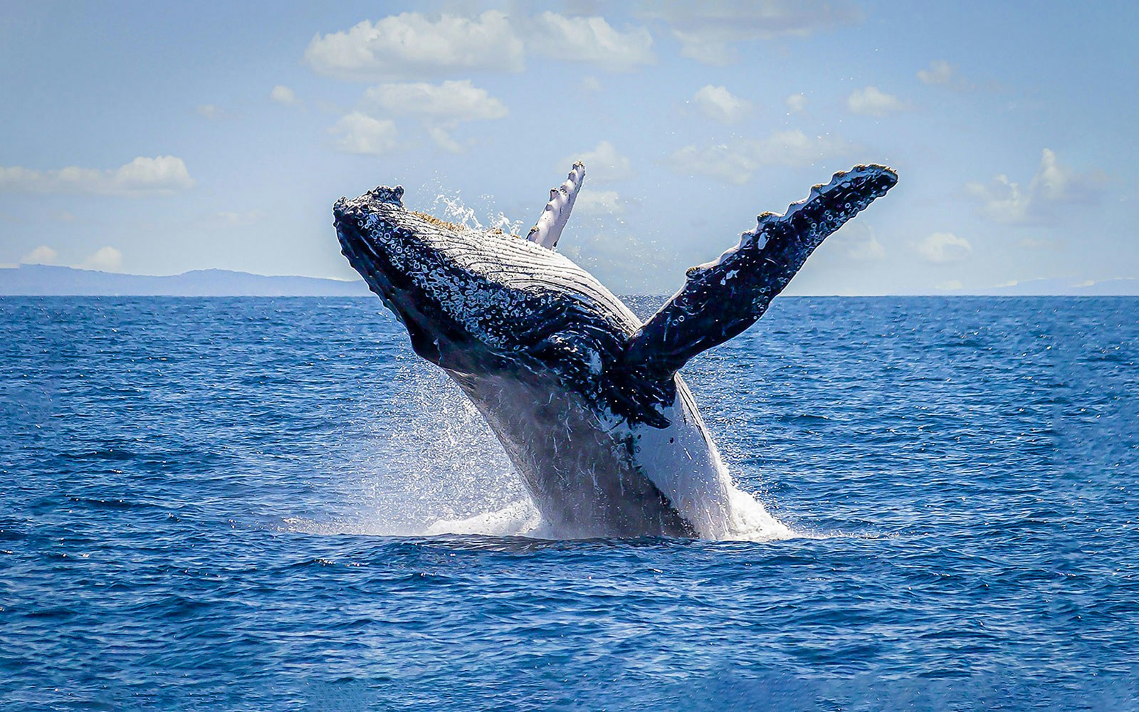 A whale jumping out of the Sea, Sydney
