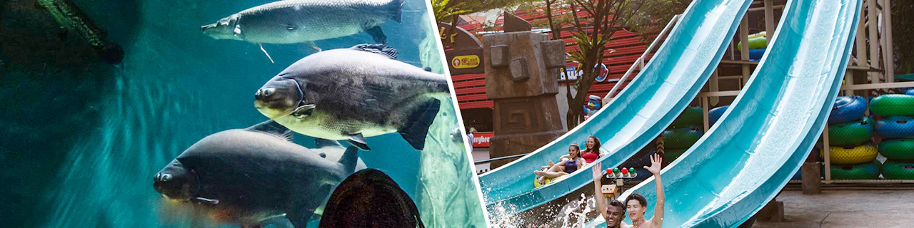 Combo: biglietti per Aquaria KLCC + Sunway Lagoon