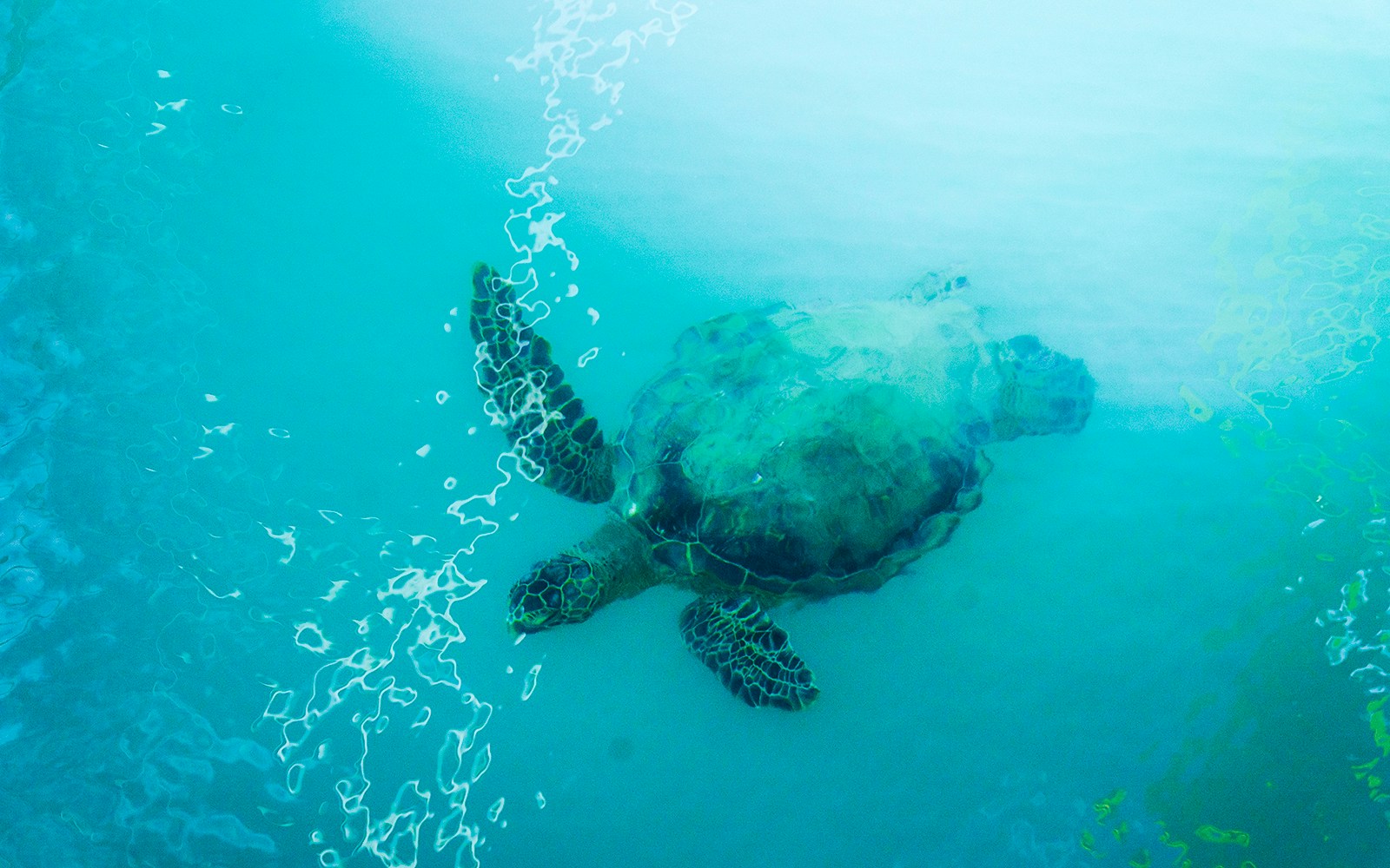 Sea turtle swimming in clear blue water, Hawaii.