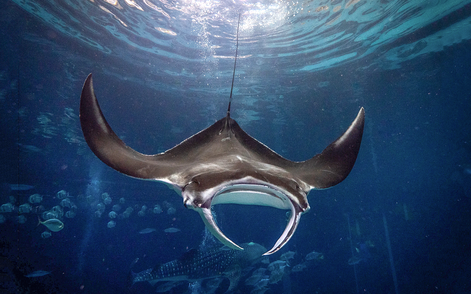 Cownose Ray swimming in an aquarium