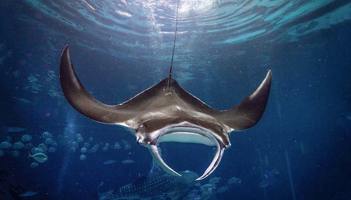 Cownose Ray swimming in an aquarium