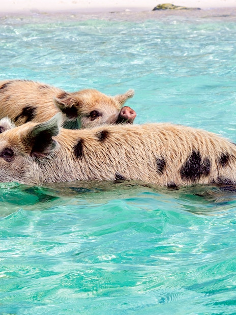 rose island : excursion d'une demi-journée pour nager avec les cochons (adaptée aux excursions à terre)-7