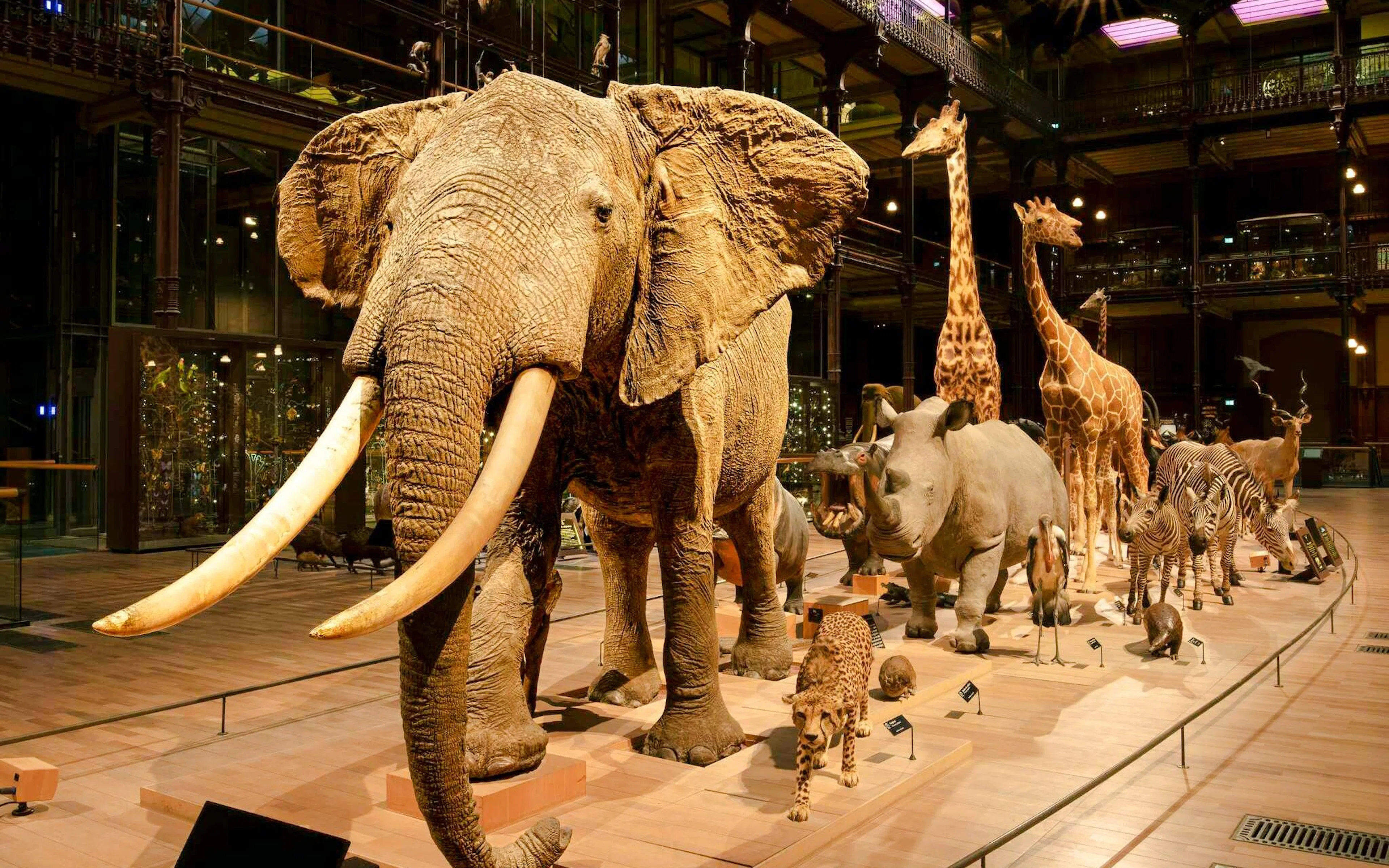 Elephant and other animal displays at Grande Galerie de l'Évolution, Paris.
