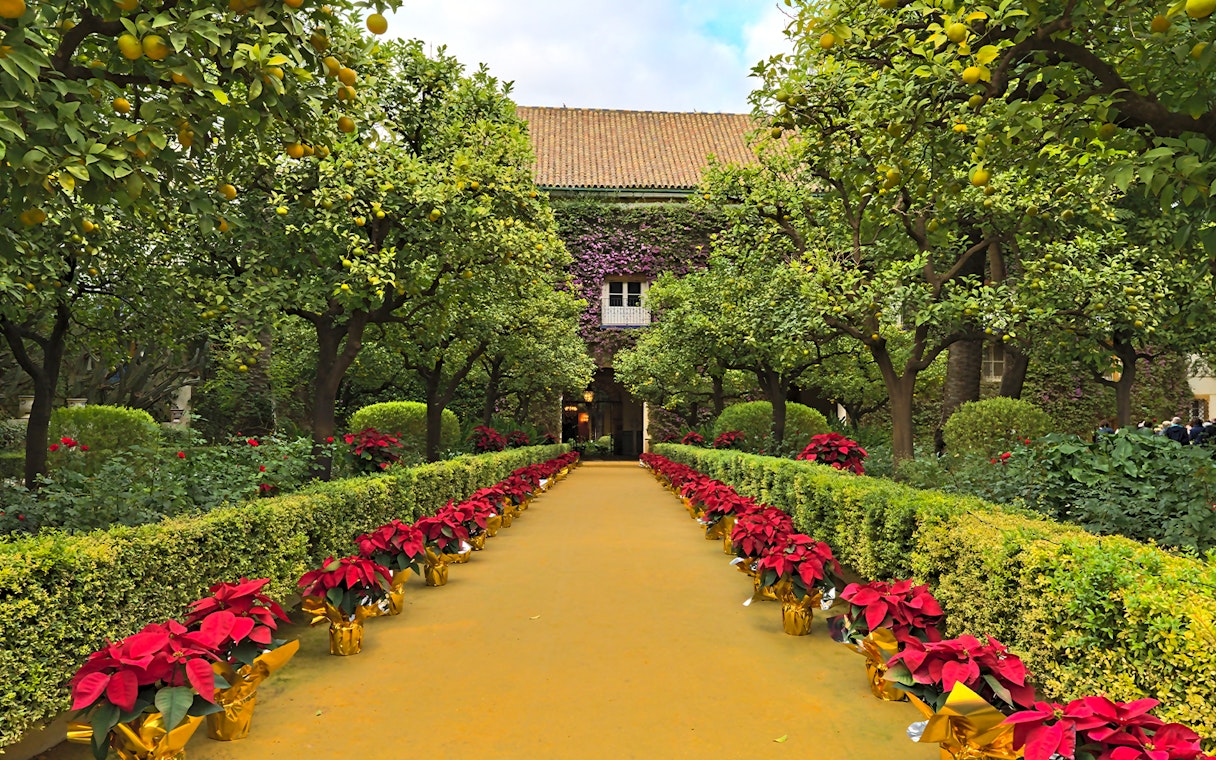 Pathway lined with poinsettias and orange trees at Palacio de las Dueñas, Seville.
