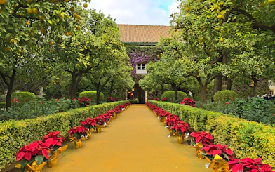 Pathway lined with poinsettias and orange trees at Palacio de las Dueñas, Seville.