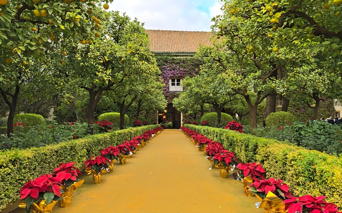 Pathway lined with poinsettias and orange trees at Palacio de las Dueñas, Seville.