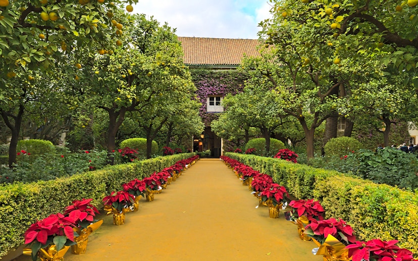 Pathway lined with poinsettias and orange trees at Palacio de las Dueñas, Seville.